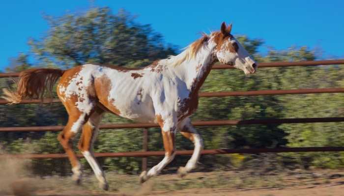 193+ Paint Horse Names [Inspiring Ideas]