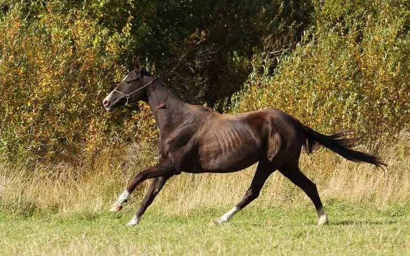 akhal teke horse