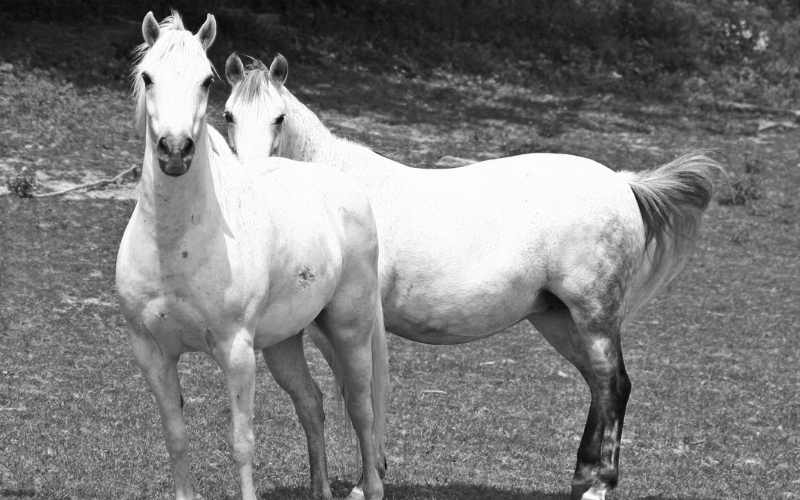 arabian horse breeds