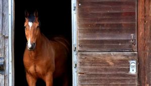 best horse shipping boots