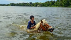 can horses swim