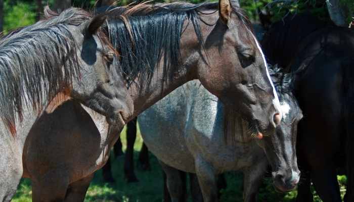 96+ Grulla Horse Names - Amazing Ideas