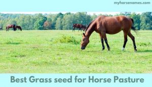 Best Grass seed for Horse Pasture