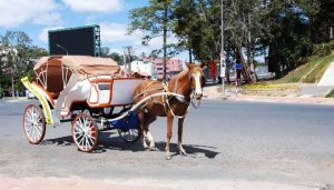 How Fast Can a Horse Drawn Wagon Go