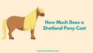 How Much Does a Shetland Pony Cost
