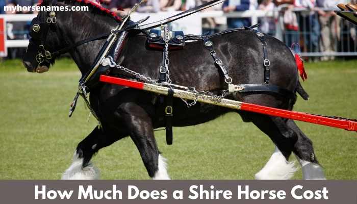 Shire Horse Price: How Much Does a Shire Cost?