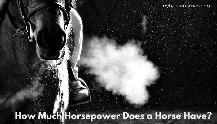 How Much Horsepower Does a Horse Have?