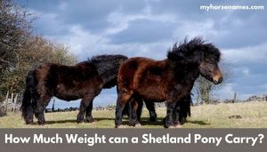 How Much Weight can a Shetland Pony Carry