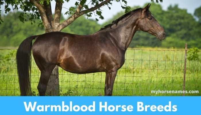 17 Warmblood Horse Breeds with Pictures