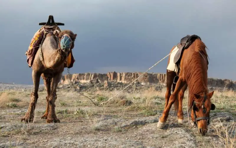 Are Camels Faster than Horses? - Equine Desire