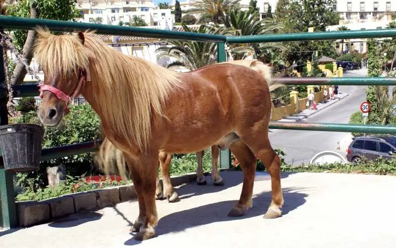 Shetland pony greutate