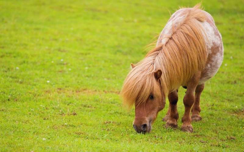 How Much Does a Shetland Pony Cost? Price Breakdown Equine Desire