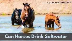Can Horses Drink Salt water