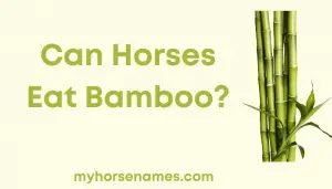 Can Horses Eat Bamboo