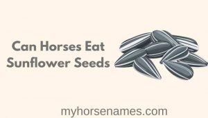 Can Horses Eat Sunflower Seeds