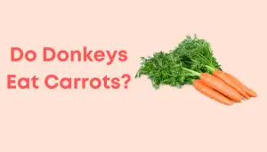 Do Donkeys Eat Carrots
