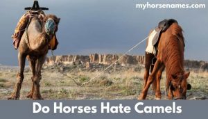 Do Horses Hate Camels