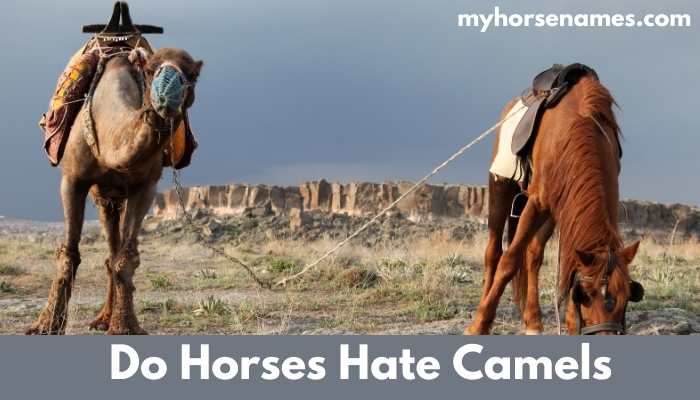Do Horses Hate Camels?