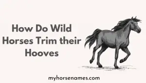 How Do Wild Horses Trim their Hooves