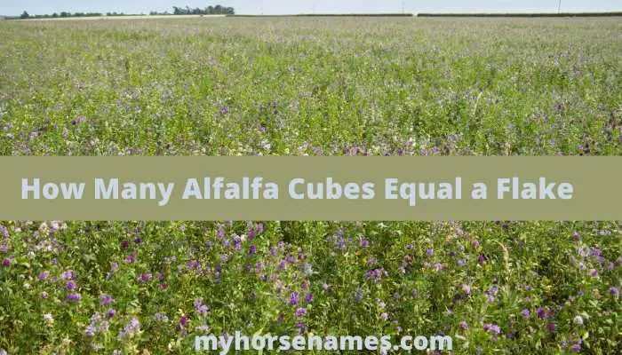 How Many Alfalfa Cubes Equal a Flake?