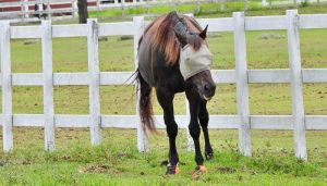 Cavallo Horse Boots Reviews