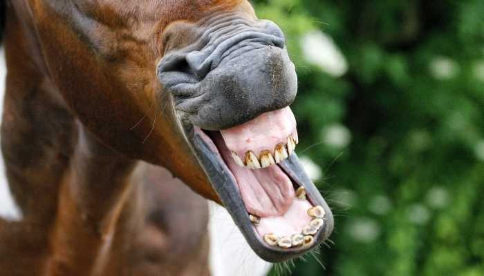 27+ Horse One Liners