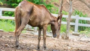 Selenium Deficiency in Horses