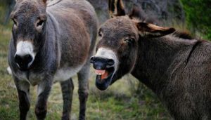 why do donkeys bray