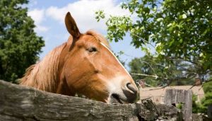 Can You Breed a Skeleton Horse in minecraft