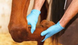 Can You Ride a Horse With Arthritis
