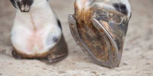 Can You Ride a Horse With Ringbone