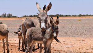 Do Donkeys Kill Coyotes