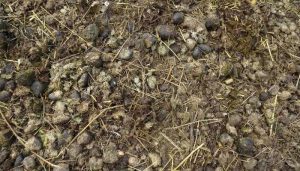 Is Horse Manure Good for Garden