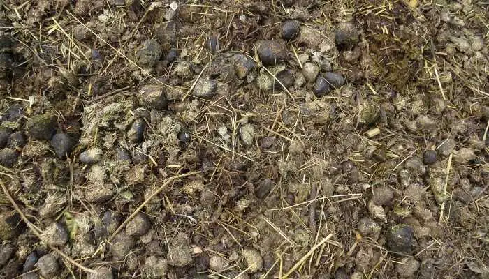Is Horse Manure Good for Garden?