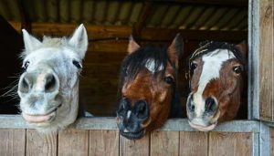 Is Horse Meat Halal