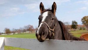 Racehorse Cost