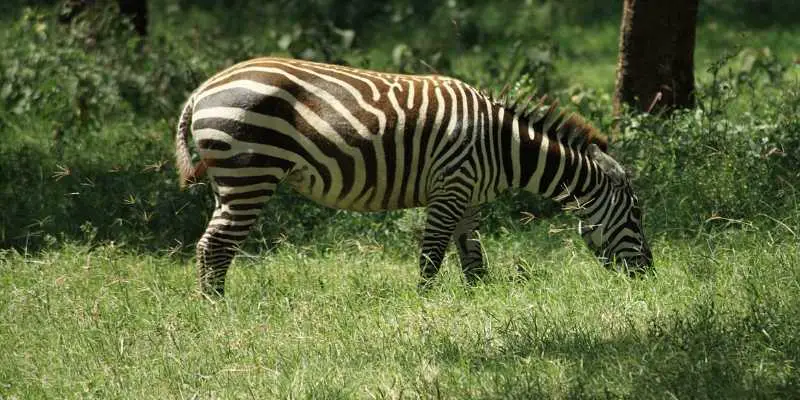 What Do Zebras Eat? A Guide to Zebra Diet - Equine Desire