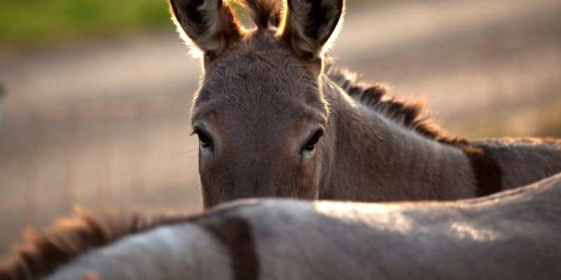 donkeys back
