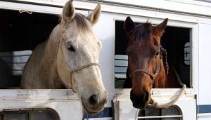 horse trailer parts