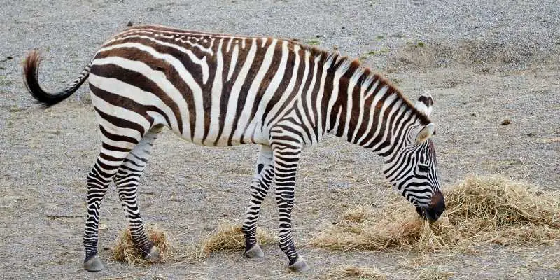 what-do-zebras-eat