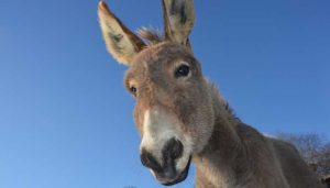 Can Donkeys Reproduce