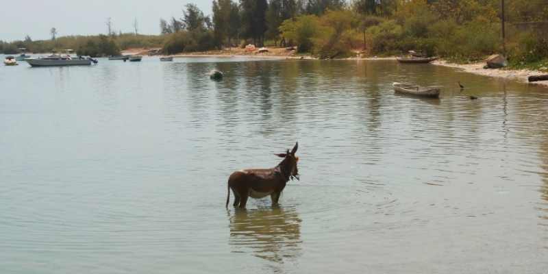 Can Donkeys Swim? Training Tips for Donkey Swimming