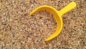 Can Horses Eat Chicken Feed