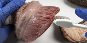 Degloved Horse Hoof