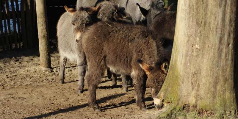 How Much Does a Dwarf Donkey Cost?