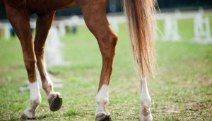 How Long Can a Horse Live with EPM