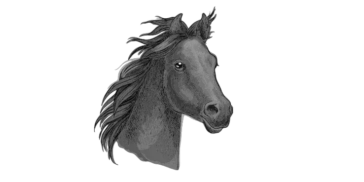 450+ Male Horse Names for your Lovely Stallion 3 gelding names