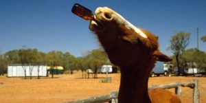 Can Horses Drink Beer