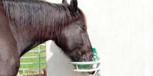 What Can Horses Drink