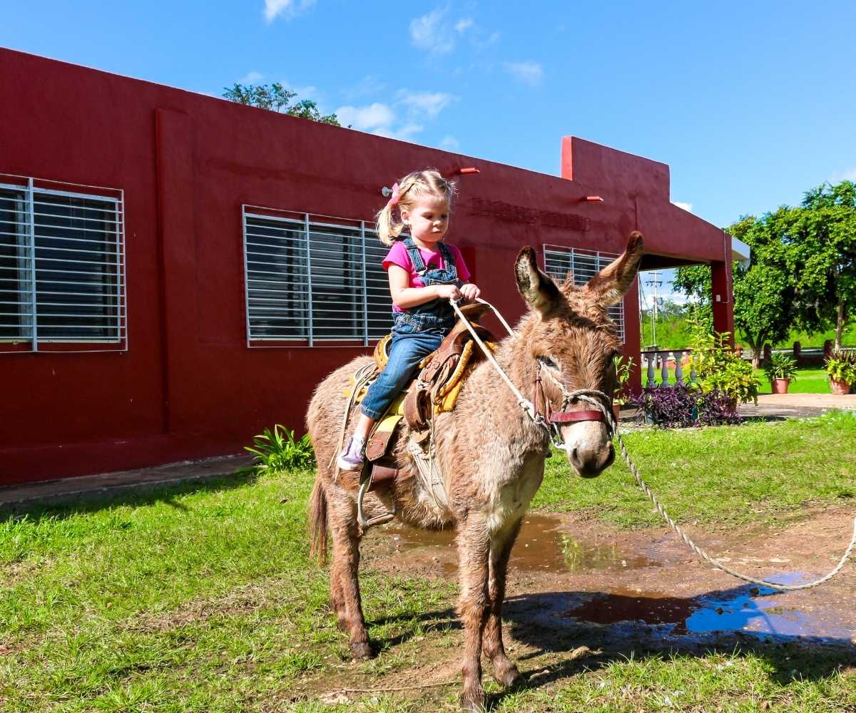 List 99+ Pictures how to ride a donkey Stunning